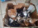 Lieve aanhankelijke kittens 4 katers 1 poesje, Dieren en Toebehoren, Meerdere dieren, Kortharig, 0 tot 2 jaar