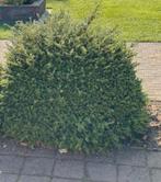 Grote struik met zwarte besjes, Tuin en Terras, Planten | Struiken en Hagen, Ophalen, Overige soorten, Struik, 100 tot 250 cm