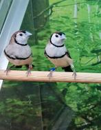 Bichanows astrilde 2 poppen., Meerdere dieren