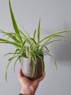 Kamerplanten en stekjes, Huis en Inrichting, Kamerplanten, Ophalen of Verzenden, Overige soorten, Minder dan 100 cm