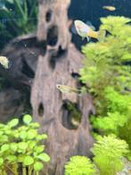 Baby guppies - gratis, Dieren en Toebehoren, Ophalen of Verzenden