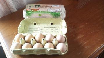 Biologische kippen eieren
