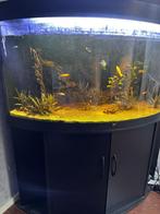Juwel trigon 350 zwart, Dieren en Toebehoren, Ophalen, Zo goed als nieuw, Gevuld zoetwateraquarium