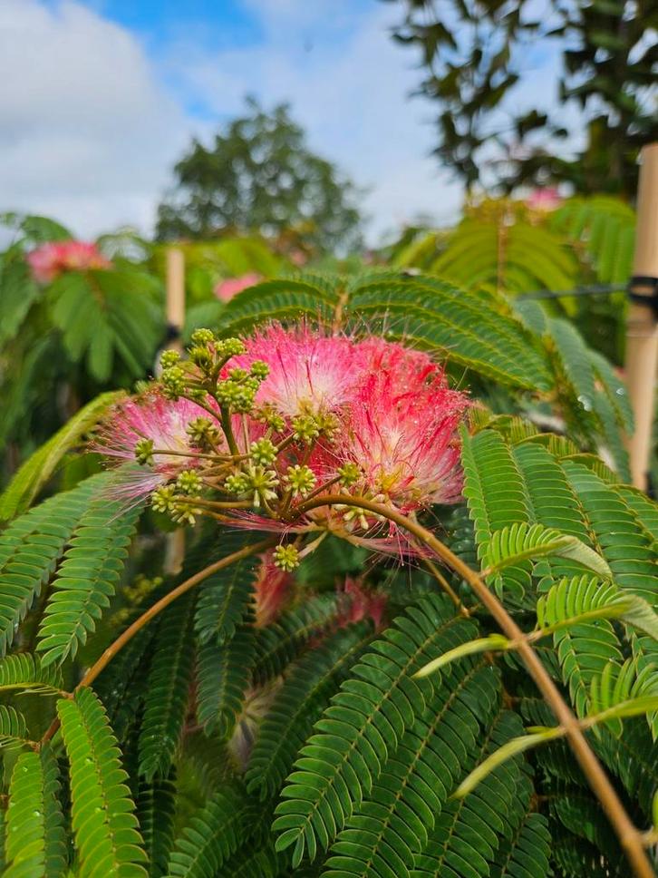 Albizia "Ishii Weeping" / Slaapboom / Treurvorm / zeldzaam‼️, Tuin en Terras, Planten | Bomen, Treurboom, 100 tot 250 cm, Volle zon