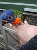 1  jonge lori van de blauwe bergen, Dieren en Toebehoren, Meerdere dieren, Papegaai, Tam