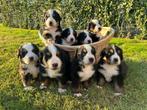 PRACHTIGE RASZUIVERE BERNER SENNEN PUPS,,,NOG 2 TEEFJES, Meerdere, Meerdere dieren, Nederland, Particulier