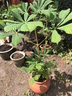 Prachtige wilde kastanje op pot, Ophalen, Zomer, Overige soorten, Halfschaduw