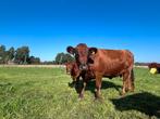 Mooie dexter koe met stamboom, Dieren en Toebehoren, Runderen, Vrouwelijk, 3 tot 6 jaar