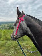 E pony/arabier Ruin 2018, Dieren en Toebehoren, Paarden, Minder dan 160 cm, Ruin, Niet van toepassing, 7 tot 10 jaar