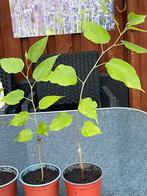 Moerbei planten.     Per pot voor 2€, Ophalen, Zomer