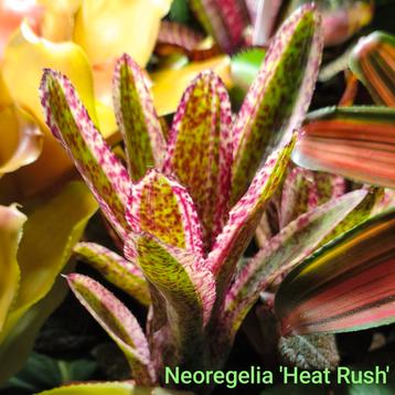 Bromelia's uit eigen import, oersterke terrariumplanten  beschikbaar voor biedingen