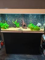 Jewel aquarium compleet, Dieren en Toebehoren, Vissen | Aquaria en Toebehoren, Ophalen, Zo goed als nieuw, Gevuld zoetwateraquarium