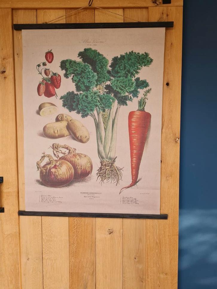 Vintage doek Groenten, Antiek en Kunst, Antiek | Schoolplaten, Natuur en Biologie, Ophalen