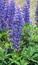Zaden Zoete blauwe lupine, Ophalen of Verzenden, Zaad