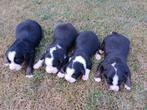 Prachtige boulab pups, Dieren en Toebehoren, CDV (hondenziekte), 8 tot 15 weken, Meerdere, Meerdere dieren