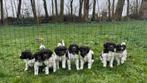 5 Friese Stabij Puppy’s (Bruin met wit), CDV (hondenziekte), Particulier, Meerdere, 8 tot 15 weken