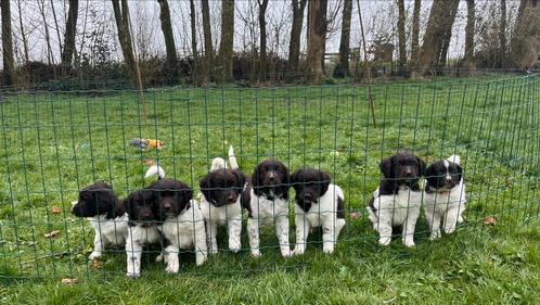 5 Friese Stabij Puppy’s (Bruin met wit), Dieren en Toebehoren, Honden | Retrievers, Spaniëls en Waterhonden, Meerdere dieren, Overige rassen
