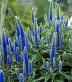 Ereprijs veronica blue shades, Overige soorten, Volle zon, Vaste plant, Ophalen of Verzenden