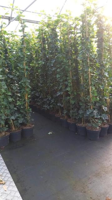 Hedera hibernica / klimop beschikbaar voor biedingen