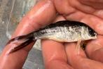 Baby butterfly koi, Dieren en Toebehoren, Vissen | Vijvervissen, Karper of Koi