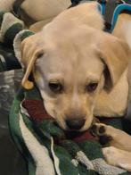 Labrador., Reu, Labrador retriever, Eén hond, Nederland