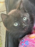 Kittens zoeken forever home, Kater, Kortharig, 0 tot 2 jaar