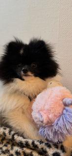 Pomeriaan dekreu, Rabiës (hondsdolheid), Reu, 1 tot 2 jaar, Eén hond