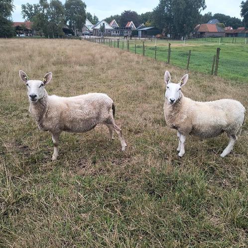 4 Border Leicester schapen, Dieren en Toebehoren, Schapen, Geiten en Varkens, Schaap, Meerdere dieren