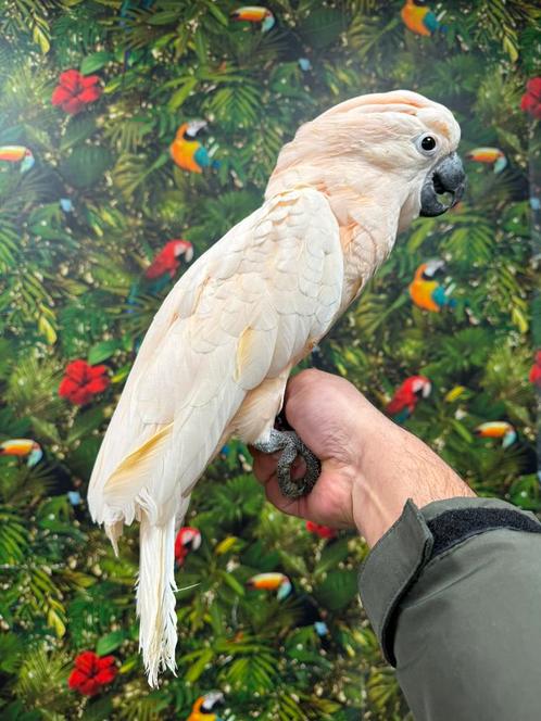Jonge Molukken kaketoe, Dieren en Toebehoren, Vogels | Parkieten en Papegaaien, Papegaai, Meerdere dieren, Pratend, Tam, Geringd