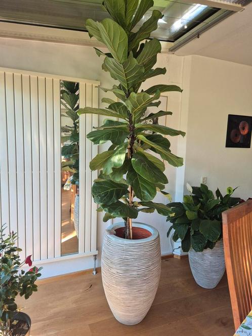 Groot Ficus lyrata (vioolplant)  kamer plant, Huis en Inrichting, Kamerplanten, Ficus, Ophalen
