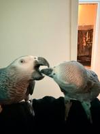 koppel grijze roodstaartpapegaaien, Dieren en Toebehoren, Meerdere dieren, Parkiet, Tam