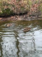 2 europese eiders vrouwen, Dieren en Toebehoren, Pluimvee, Vrouwelijk, Eend