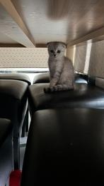Scottishfold kitten, Dieren en Toebehoren, Katten en Kittens | Raskatten | Korthaar, Poes