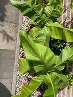 Bananenplant Musa Basjoo 65 cm. hoog, Ophalen, Volle zon, Overige soorten, Minder dan 100 cm