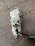 Betrouwbare hondenoppas & uitlaatservice, Ophalen of Verzenden