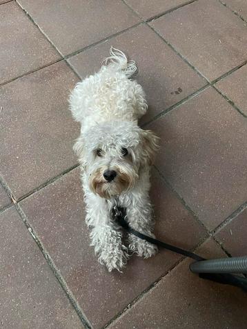 Betrouwbare hondenoppas & uitlaatservice beschikbaar voor biedingen