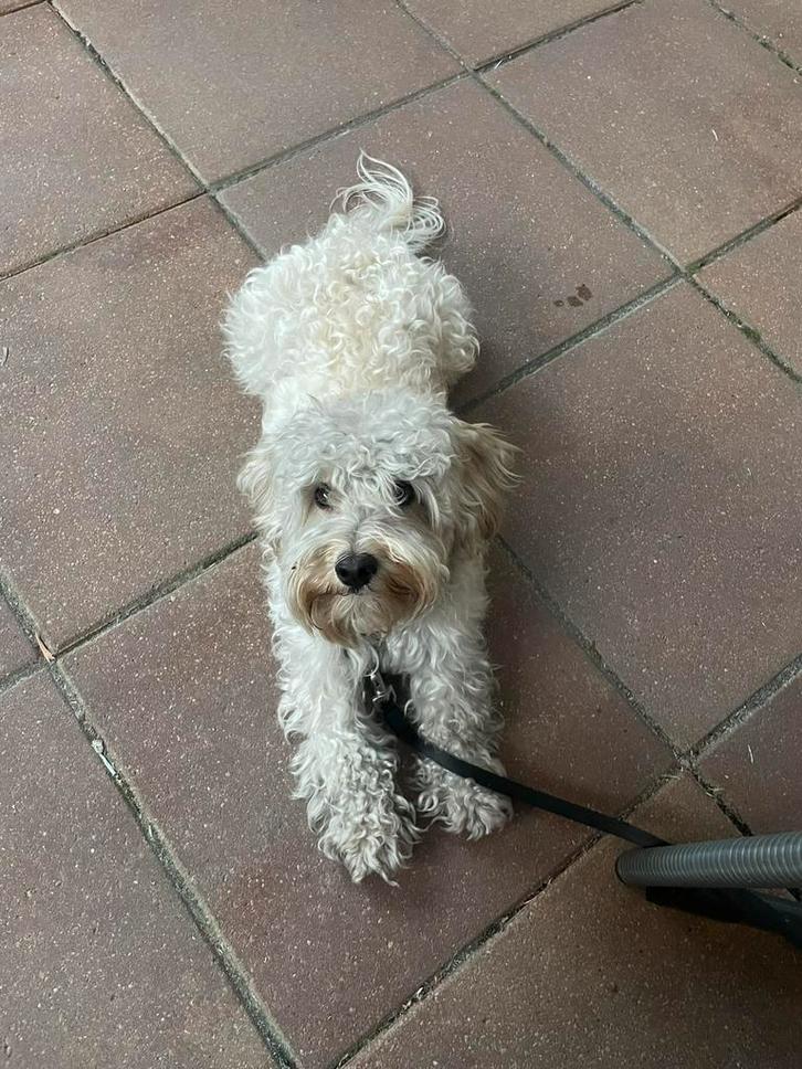 Betrouwbare hondenoppas & uitlaatservice, Dieren en Toebehoren, Honden-accessoires, Ophalen of Verzenden