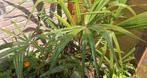 Trachycarpus fortunei winterharde palmboom, Ophalen of Verzenden, Volle zon, Palmboom, 100 tot 250 cm