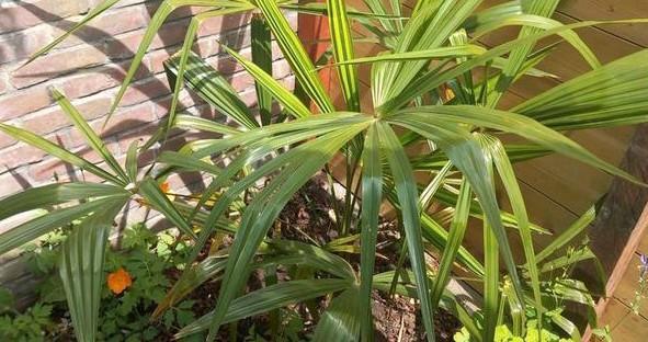 Trachycarpus fortunei winterharde palmboom, Tuin en Terras, Planten | Bomen, Palmboom, 100 tot 250 cm, Volle zon, Ophalen of Verzenden