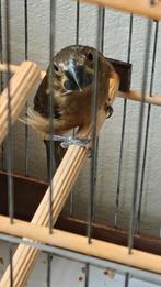 Twatwa vogel 🐦  POP juli 2025., Ophalen of Verzenden, Nieuw, Overige materialen, Overige typen
