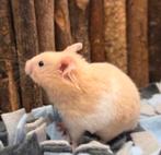 Jonge tamme goudhamsters ( man) geen groothandel, December, Mannelijk, Hamster