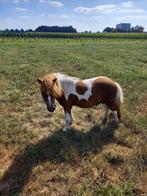hengst, Dieren en Toebehoren, Pony's, Hengst, A pony (tot 1.17m), Gechipt, Onbeleerd