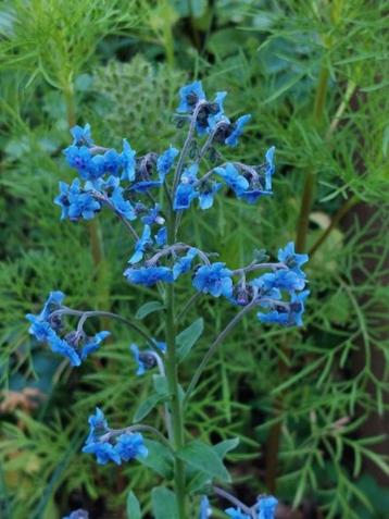 zaden Hackelia floribunda beschikbaar voor biedingen