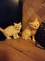Kruising pers maincoon katers, Meerdere dieren, Ontwormd