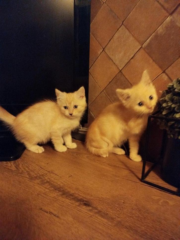 Kruising pers maincoon katers, Dieren en Toebehoren, Katten en Kittens | Raskatten | Langhaar, Meerdere dieren, Ontwormd