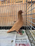 Kleurpostduiven koppel te koop, Dieren en Toebehoren, Vogels | Duiven, Meerdere dieren, Postduif