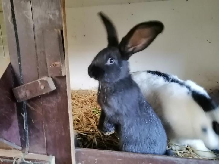 Lotharinger konijntjes, Dieren en Toebehoren, Konijnen, Groot, Meerdere dieren, 0 tot 2 jaar