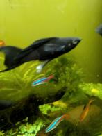 Diverse tropische vissen, Dieren en Toebehoren, Vissen | Aquariumvissen, Vis