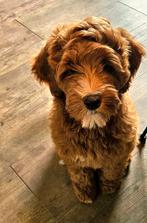 Mooie, lieve Labradoodle, Dieren en Toebehoren, Rabiës (hondsdolheid), Overige rassen, 8 tot 15 weken, Teef