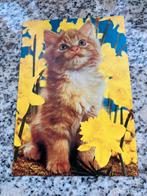 Diversen Poezen ansichtkaarten.., Verzamelen, Ansichtkaarten | Dieren, Ophalen of Verzenden, 1940 tot 1960, Hond of Kat